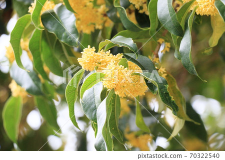 Flowers of Gin mokusei Flowers of Gin mokusei 70322540