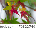 Colorful autumn leaves of green, yellow and red 70322740