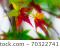 Colorful autumn leaves of green, yellow and red 70322741