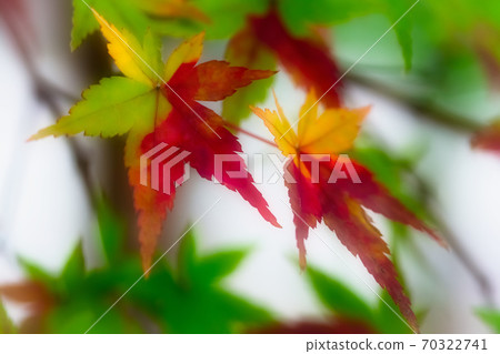 Colorful autumn leaves of green, yellow and red 70322741