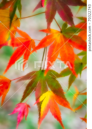 Colorful autumn leaves of green, yellow and red 70322743