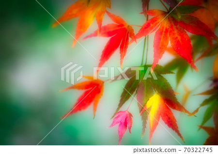 Colorful autumn leaves of green, yellow and red 70322745