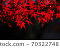 Flaming Japanese maple leaves 70322748