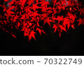 Flaming Japanese maple leaves 70322749