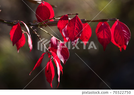 Pierced autumn leaves 70322750
