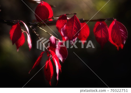 被刺穿的秋葉 70322751