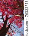 Maple tree autumn leaves that shine in the blue sky 70322753