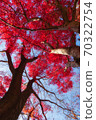 Maple tree autumn leaves that shine in the blue sky 70322754