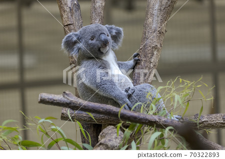 Tama Zoological Park Koala 70322893