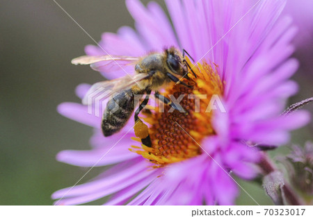 Bee on a flower Bee on a flower 70323017