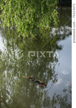 東京練馬區石上公園石上池塘的錦鯉 東京練馬區石上公園石上池塘的錦鯉 70323071