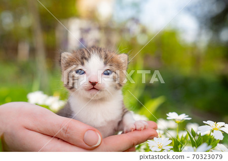 newborn kitten meows in hands of person in flowers newborn kitten meows in hands of person in flowers 70323079