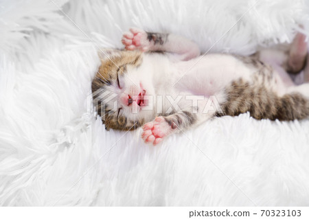 view top newborn kitten lying on his back view top newborn kitten lying on his back 70323103