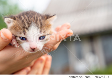 little newborn kitten in hands of person in nature little newborn kitten in hands of person in nature 70323104