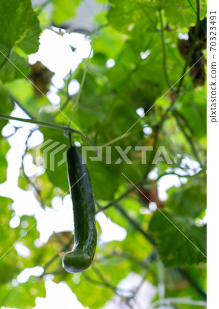 收穫夏季蔬菜 70323491