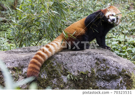 紅熊貓多摩動物園 70323531