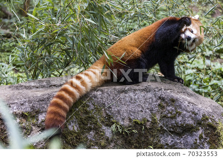 紅熊貓多摩動物園 70323553