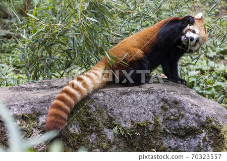 Red Panda Tama Zoo Red Panda Tama Zoo 70323557
