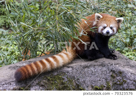 紅熊貓多摩動物園 70323576