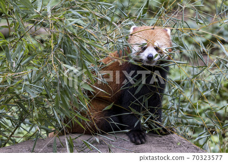紅熊貓多摩動物園 紅熊貓多摩動物園 70323577