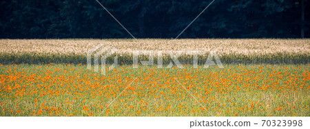 Abstract picture of a wheat field with poppy in the foreground 70323998