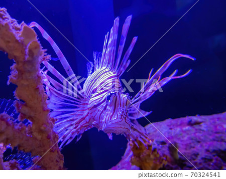 Close up shot of a cute lionfish Close up shot of a cute lionfish 70324541