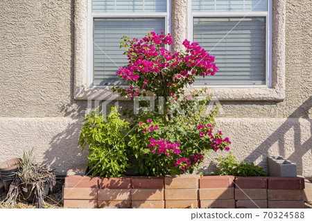 Close up shot of Bougainvillea blossom Close up shot of Bougainvillea blossom 70324588