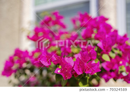 Close up shot of Bougainvillea blossom 70324589
