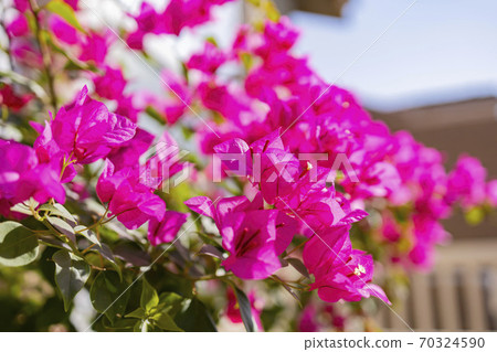 Close up shot of Bougainvillea blossom Close up shot of Bougainvillea blossom 70324590