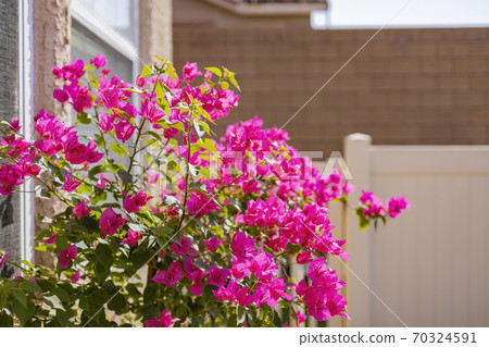 Close up shot of Bougainvillea blossom 70324591