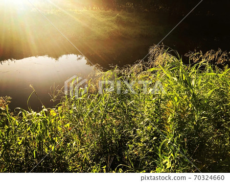 Autumn scenery with river surface reflecting the light of dusk and shining pampas grass 70324660