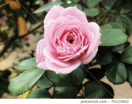 Spring landscape with a single pink rose blooming 70324662