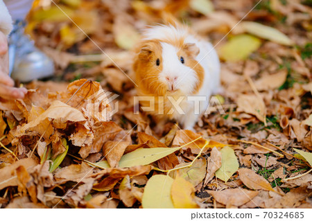 white yellow Guinea pig on autumn leaves. 70324685