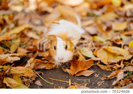 white yellow Guinea pig on autumn leaves. 70324686