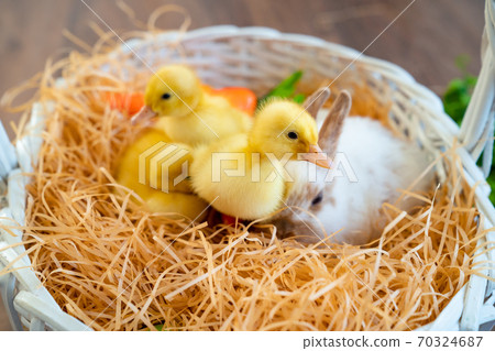 Easter Bunny and ducklings, in white basket. Easter Bunny and ducklings, in white basket. 70324687