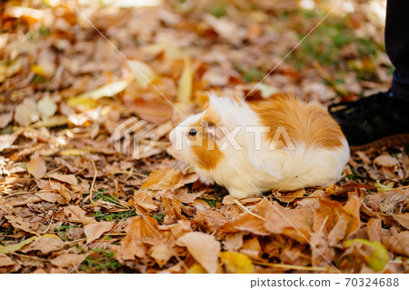 white yellow Guinea pig on autumn leaves. white yellow Guinea pig on autumn leaves. 70324688