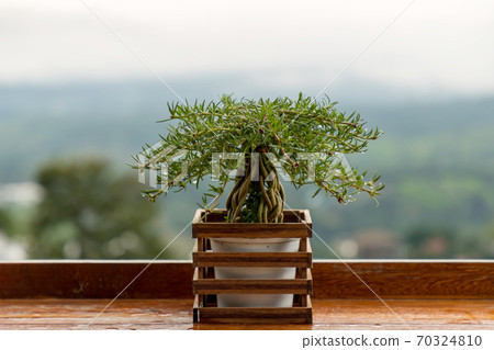 Plant in ancient flower pot on balcony.  70324810