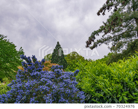A beautiful park with trees and bushes 70324976