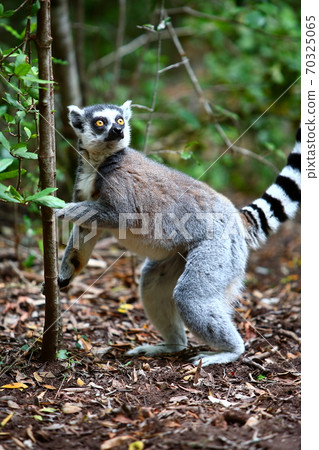 南非好狐狸猴子 南非好狐狸猴子 70325065
