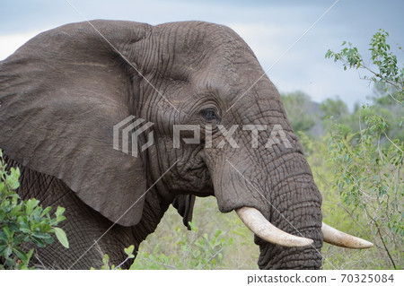 Elephants in Kruger National Park, South Africa 70325084