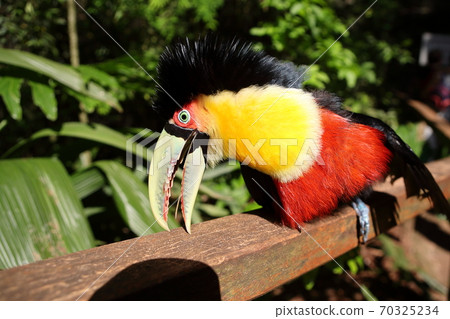 Tucano, Bird Park, Iguazu, South America 70325234