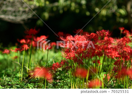 一群梨樹 70325531