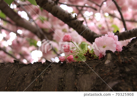 Double cherry blossoms and buds (photographed in Yamato City, Kanagawa Prefecture) Double cherry blossoms and buds (photographed in Yamato City, Kanagawa Prefecture) 70325908
