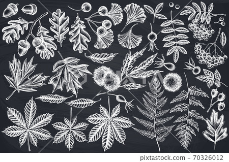 Vector set of hand drawn chalk fern, dog rose, rowan, ginkgo, maple, oak, horse chestnut, chestnut Vector set of hand drawn chalk fern, dog rose, rowan, ginkgo, maple, oak, horse chestnut, chestnut 70326012