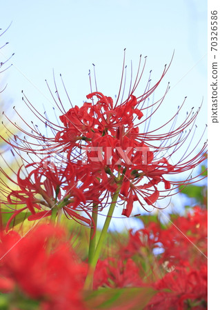 盛開的Higanbana 70326586