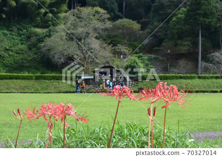 Asakura Ruins Karamon cluster amaryllis Asakura Ruins Karamon cluster amaryllis 70327014
