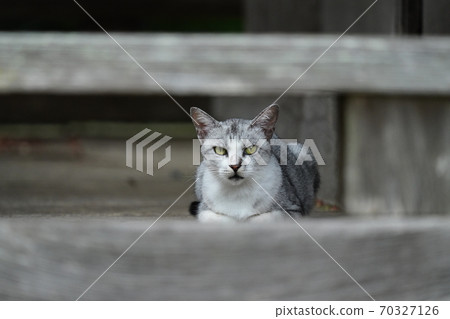 Sabatra's cat watching for money thieves in an unpopular temple 70327126