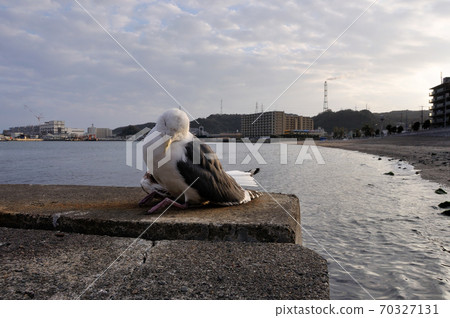 Debilitated seagull 70327131