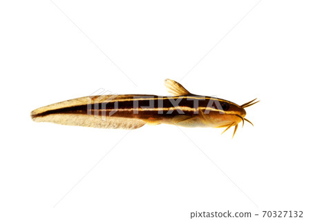 Striped eel catfish white background 70327132