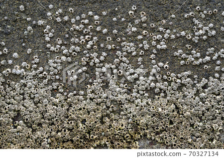 Iwafujitsubo Iwafujitsubo 70327134